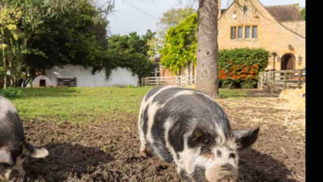 Piglet Cottage Pebworth Dış mekan fotoğraf